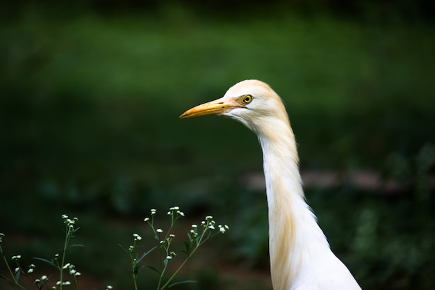 Imagen de vida silvestre de la naturaleza del pájaro garceta o ibis o garza donde se posan y plantas silvestres para plagas