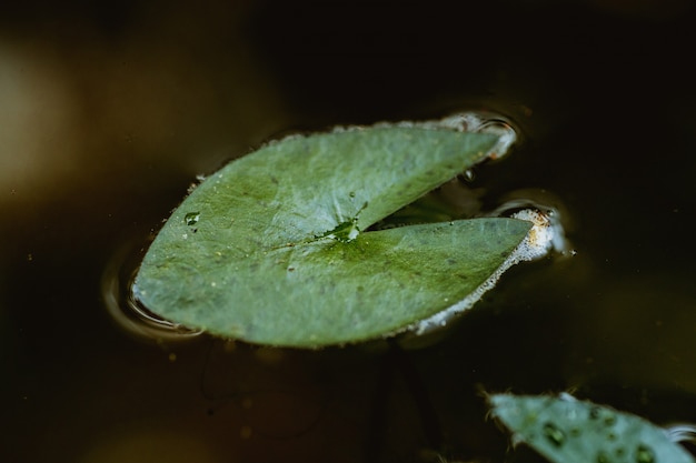 Imagen de la vista superior, gotas de agua sobre una hoja de loto