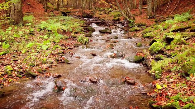 Imágenes 4K de un maravilloso arroyo de montaña en el Parque Nacional Shypit Karpat Brillantes colores otoñales de hojas que caen de los árboles Preparando el bosque para el período invernal Montañas de los Cárpatos Ucrania