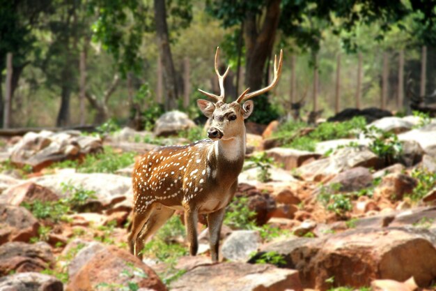 Foto imágenes de alta calidad de la india