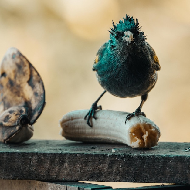 Imágenes de aves hermosas para papel tapiz o carteles