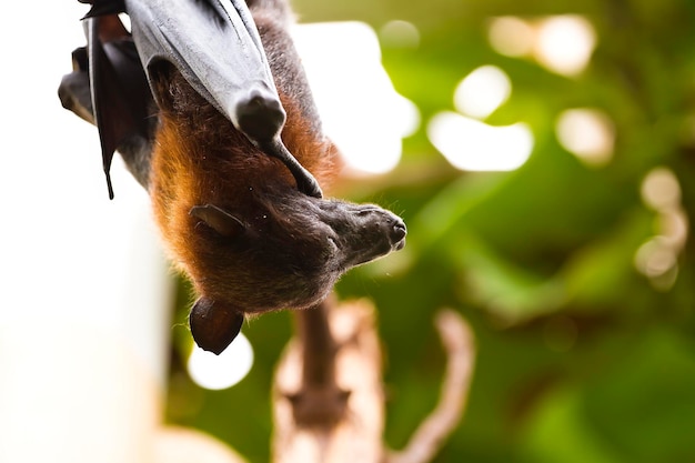 Las imágenes cautivadoras del murciélago gigante dormido