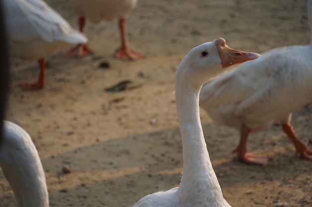 Imágenes de cisnes indios Hermosa imagen