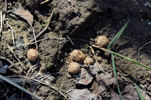 Imágenes de estiércol de liebre en el suelo