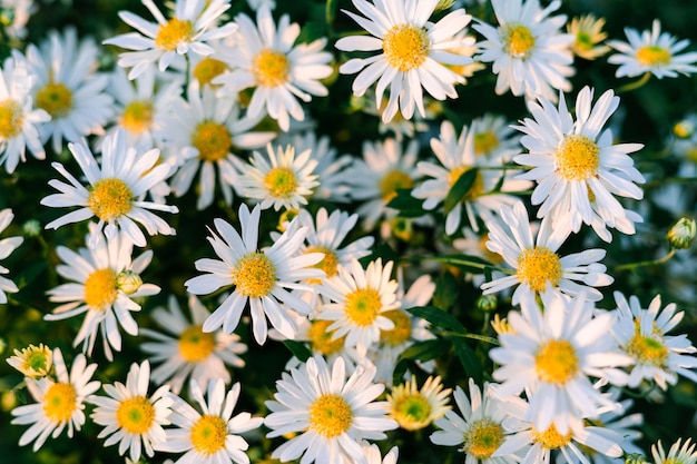 Imágenes de flores en flor, en el jardín, en primavera.