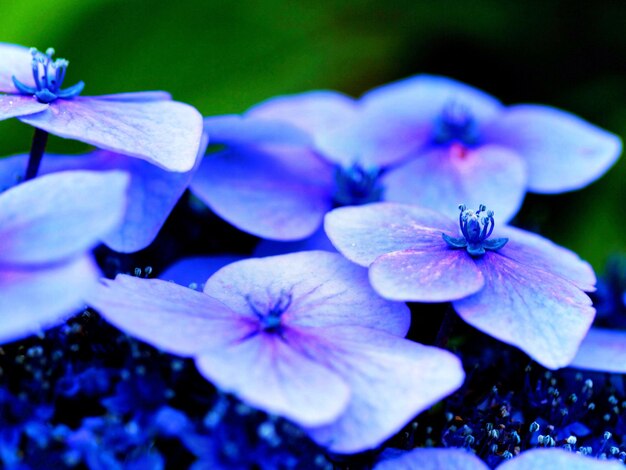 Imágenes de fondo de flores