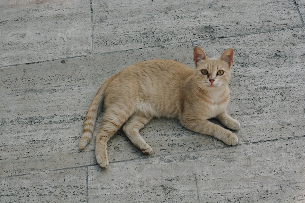 Imágenes del gato encantador como animal doméstico a la vista.