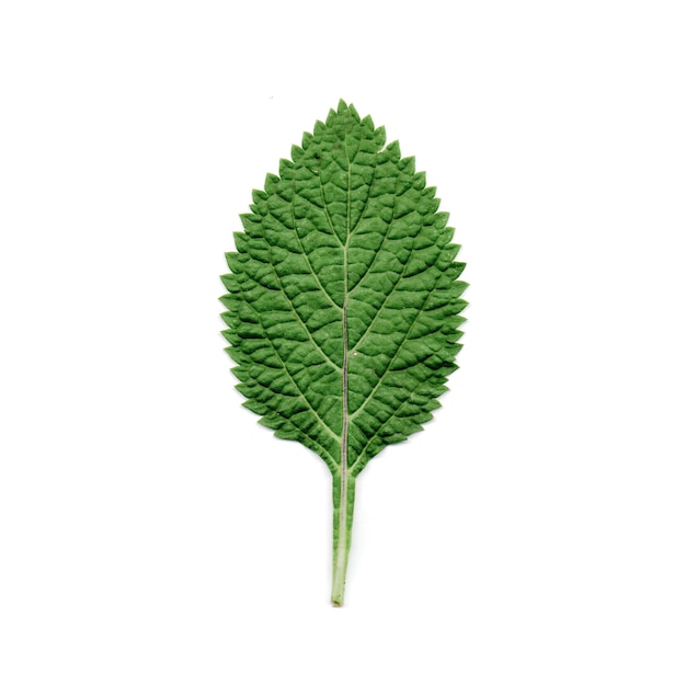 imágenes de hojas para materiales de proyectos sobre la naturaleza