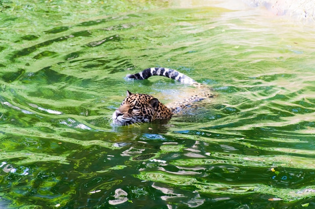 Imágenes de leopardos que flotan en el agua.