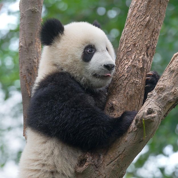 Foto imágenes lindas de panda para fondo de pantalla