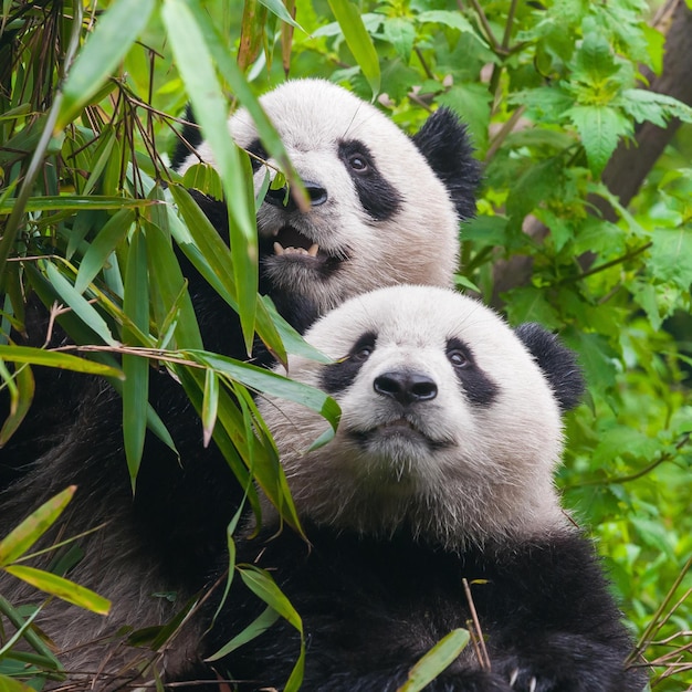 Foto imágenes lindas de panda para fondo de pantalla