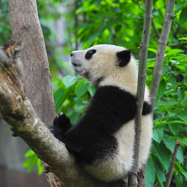 Foto imágenes lindas de panda para fondo de pantalla