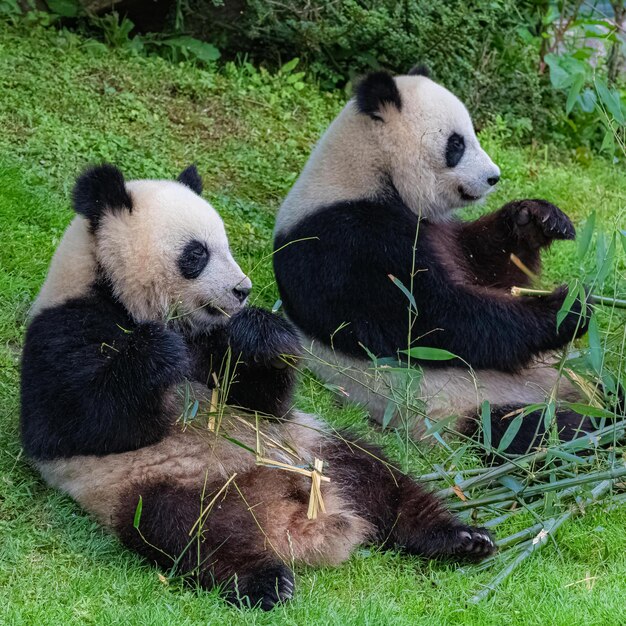 Foto imágenes lindas de panda para fondo de pantalla