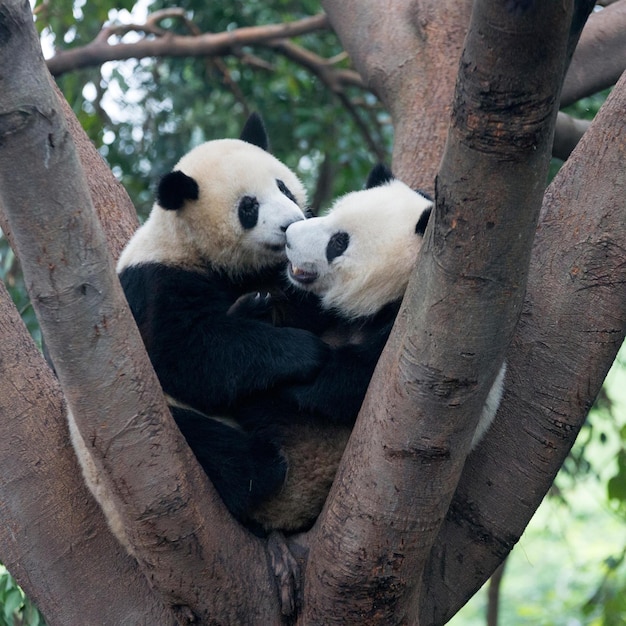 Foto imágenes lindas de panda para fondo de pantalla