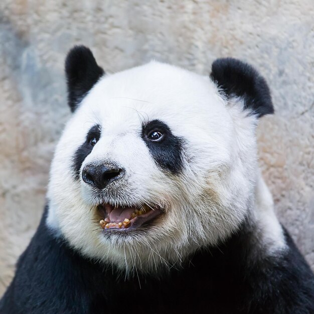 Foto imágenes lindas de panda para fondo de pantalla