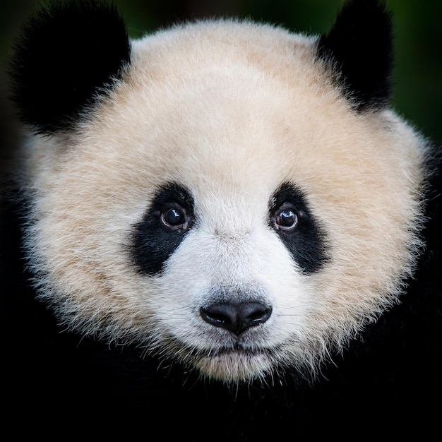 Foto imágenes lindas de panda para fondo de pantalla