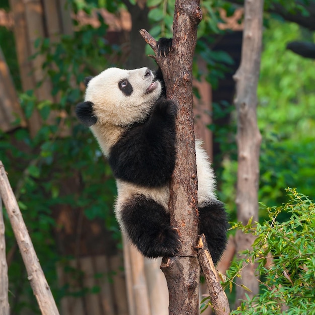 Foto imágenes lindas de panda para fondo de pantalla