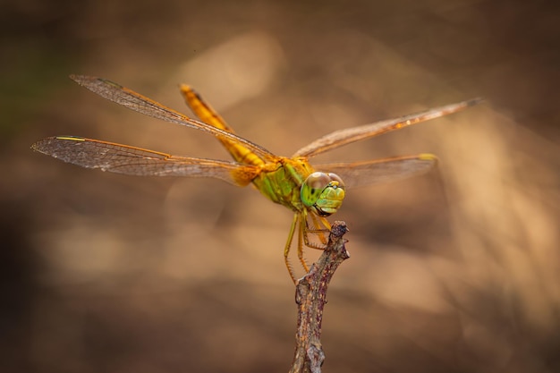 Imágenes macro que muestran los ojos de la libélula y el detalle de las alas