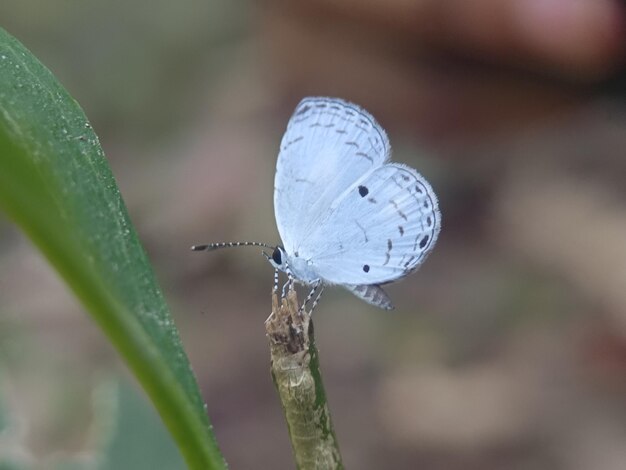 Foto imágenes de mariposas coloridas