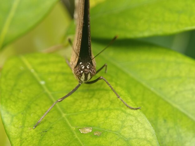 imágenes de mariposas coloridas