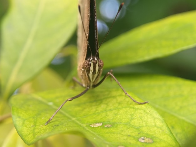 imágenes de mariposas coloridas