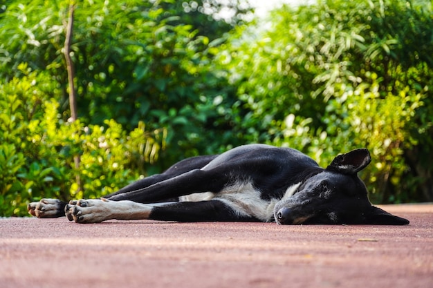 Imágenes negras de perro callejero indio en la carretera durmiendo