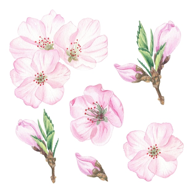 Imágenes prediseñadas de flor de cerezo acuarela Flor de cerezo rosa Ilustraciones botánicas para logotipo de etiquetas