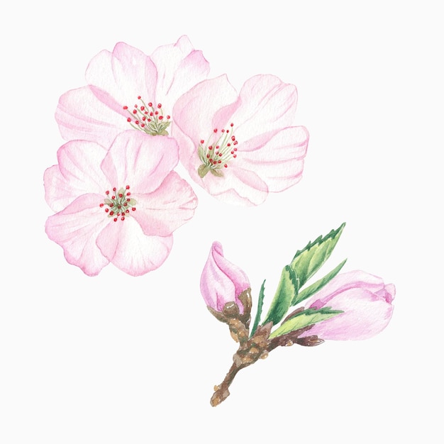 Imágenes prediseñadas de flor de cerezo acuarela Flor de cerezo rosa Ilustraciones botánicas para logotipo de etiquetas