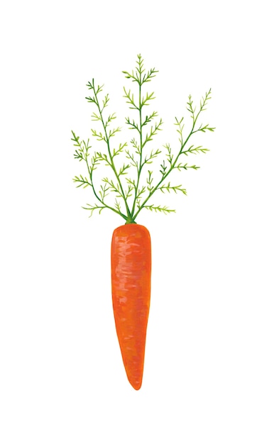 Imágenes prediseñadas de zanahoria naranja aislado sobre fondo blanco. Gouache dibujado a mano ilustración vegetal.