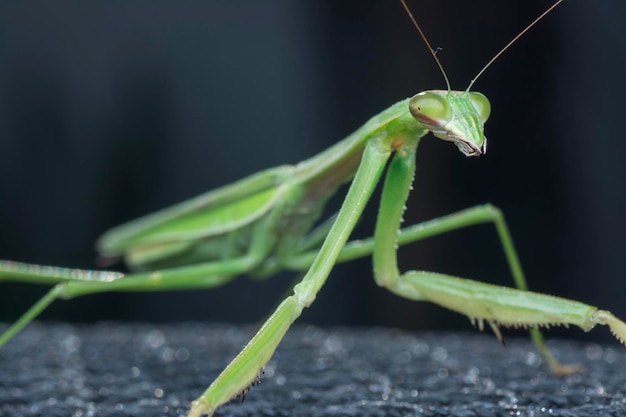 Imágenes de primer plano del insecto mantis religiosa.