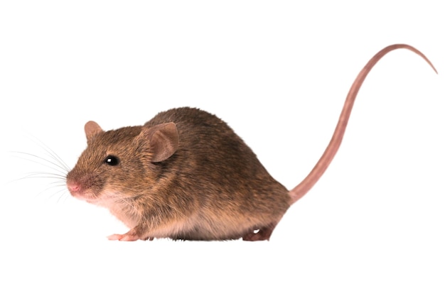 imágenes de ratas
