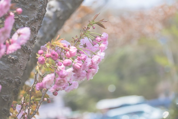 Imágenes de Sakura moviéndose por el viento.