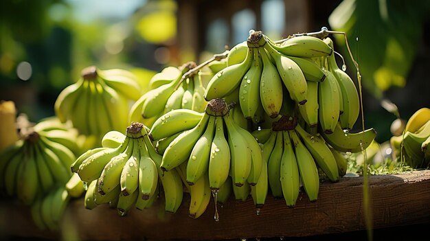 imágenes de stock de plátano plátanos maduros plátanos árbol de plátano fotos de stock de plátano racimo plátanos amarillos plátanos stock de plátano a