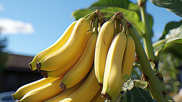 imágenes de stock de plátano plátanos maduros plátanos árbol de plátano fotos de stock de plátano racimo plátanos amarillos plátanos stock de plátano a