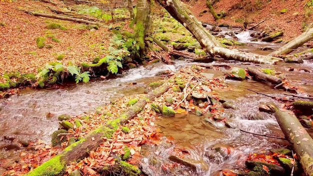 Imagens 4K do maravilhoso córrego da montanha no Parque Nacional Shypit Karpat Cores brilhantes do outono das folhas caindo das árvores Preparando a floresta para o período de inverno Montanhas dos Cárpatos Ucrânia