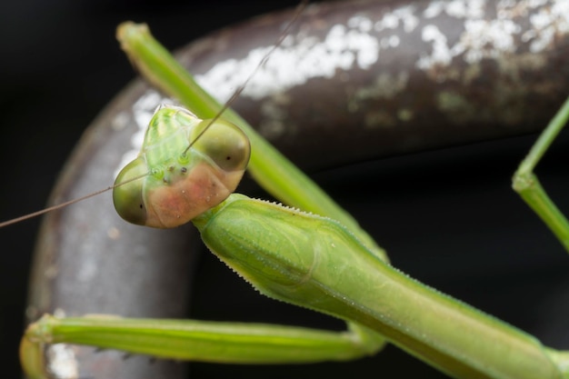 imagens aproximadas do inseto mantis religiosa