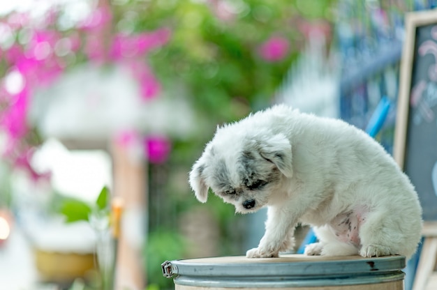 Imagens de cachorro branco, foto bonito, conceito de cão de amor