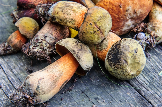 Imagens de cogumelos selvagens da floresta em cima da mesa.