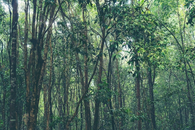 imagens de floresta tropical na Tailândia, o conceito de natureza