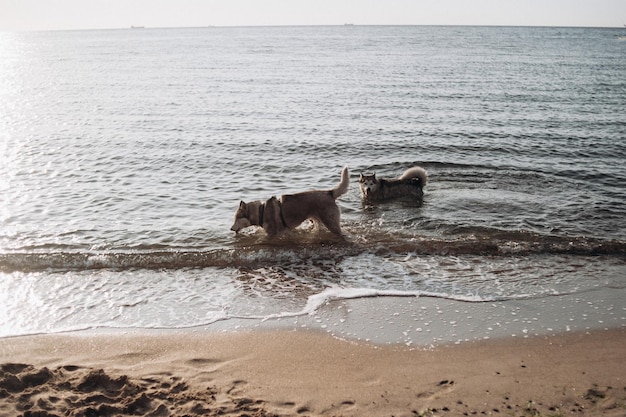 Imagens de fundo de cães brincando no mar na praia