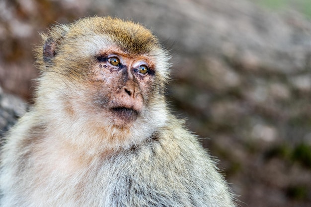 Imagens de Marrocos. O olhar curioso de um macaco magot