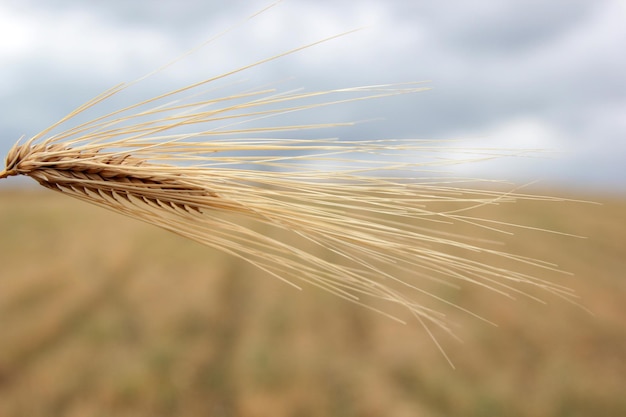 Imagens de trigo dourado na zona rural