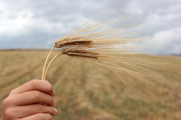 Imagens de trigo dourado na zona rural