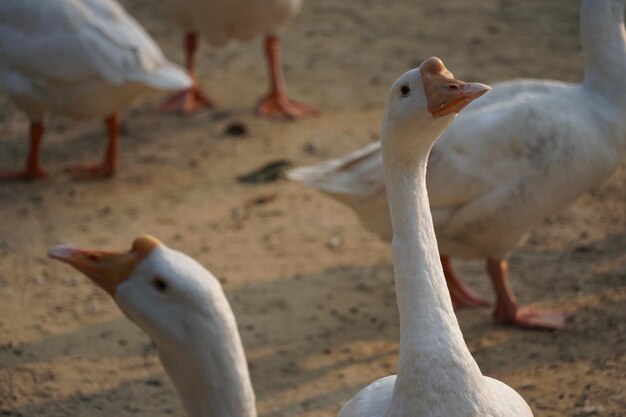 Imagens do cisne indiano Imagem bonita