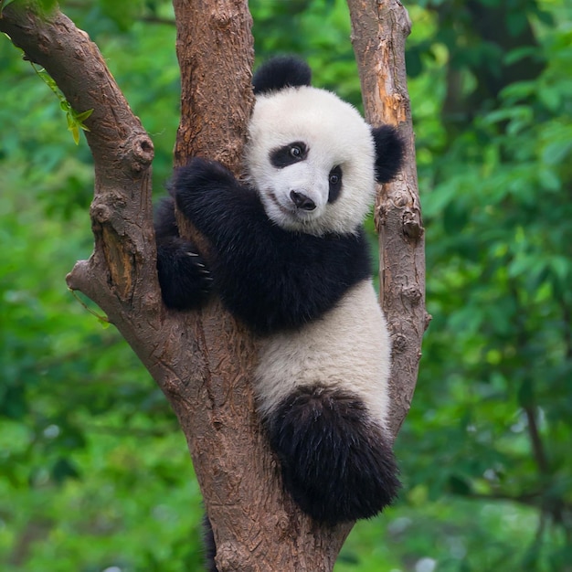 Foto imagens fofas de panda para papel de parede