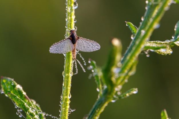 Imago de Ephemeroptera Mayfly senta-se na grama com gotas de orvalho nas asas