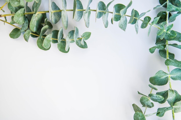 Imediatamente acima da foto da planta em vaso contra fundo branco