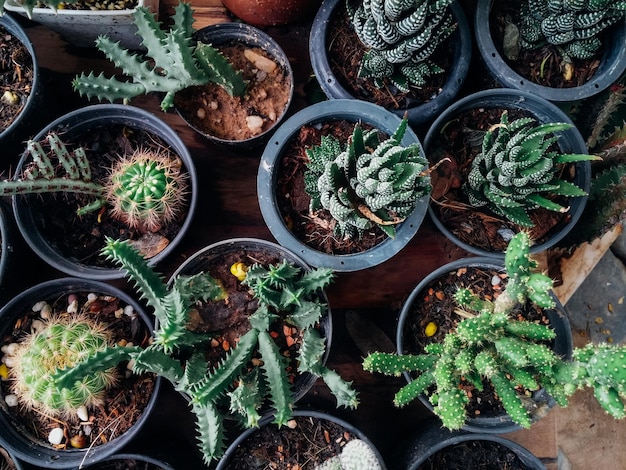 Imediatamente acima da tomada de planta suculenta em vaso de flores