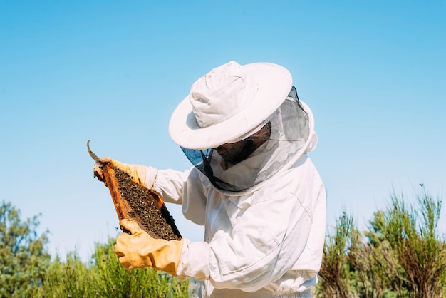 Imker arbeiten sammeln Honig