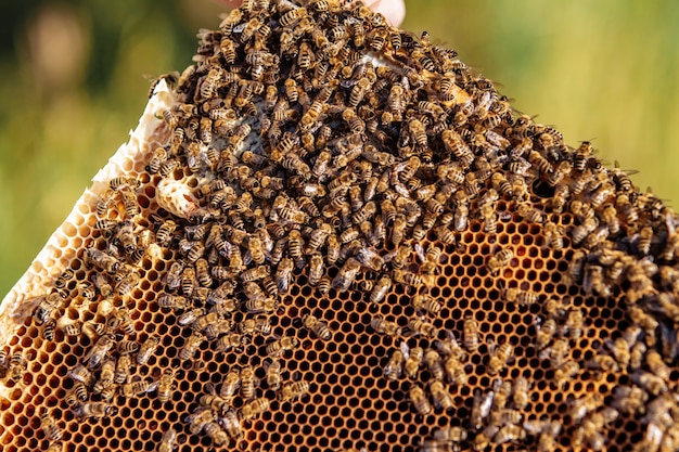 Imker arbeitet mit Bienen und Bienenstöcken am Bienenhaus. Bienen auf Waben. Rahmen eines Bienenstocks. Bienenzucht. Honig.